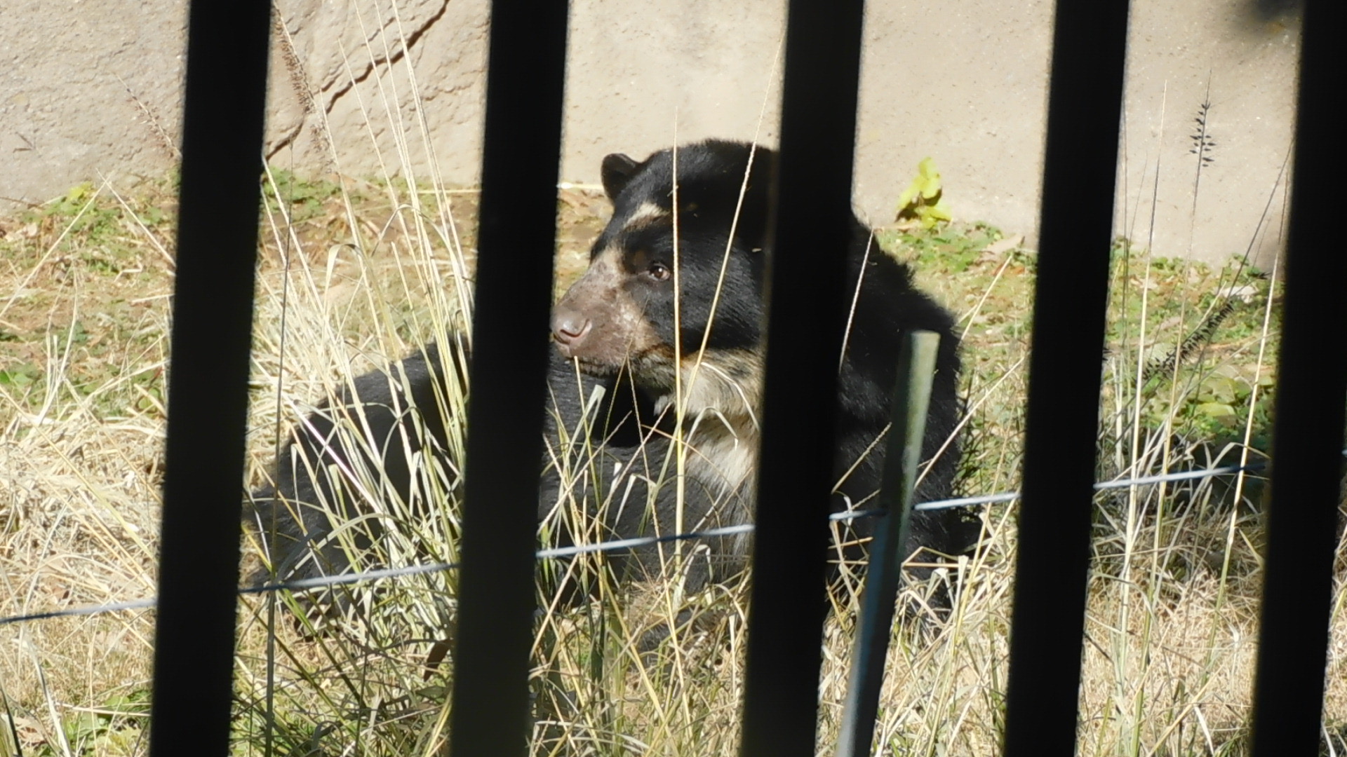 Andean bear
