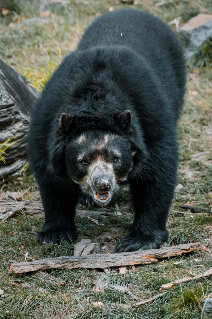 Andean Bear