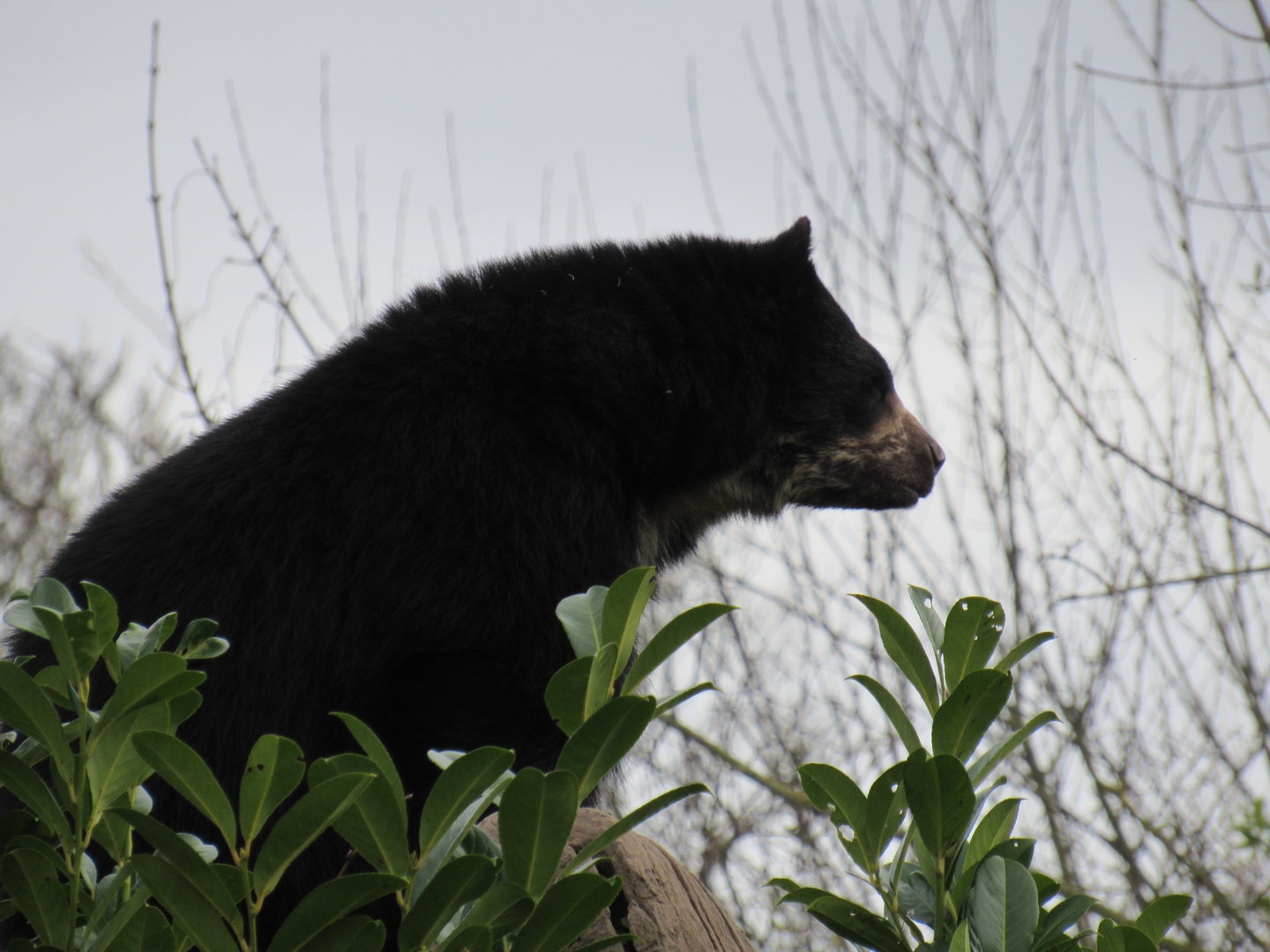 Andean Bear