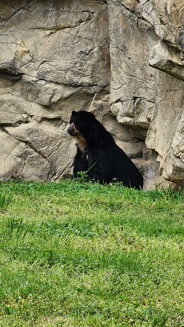Andean Bear