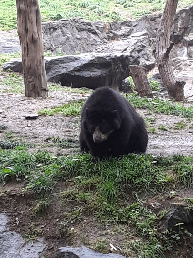 Andean Bear