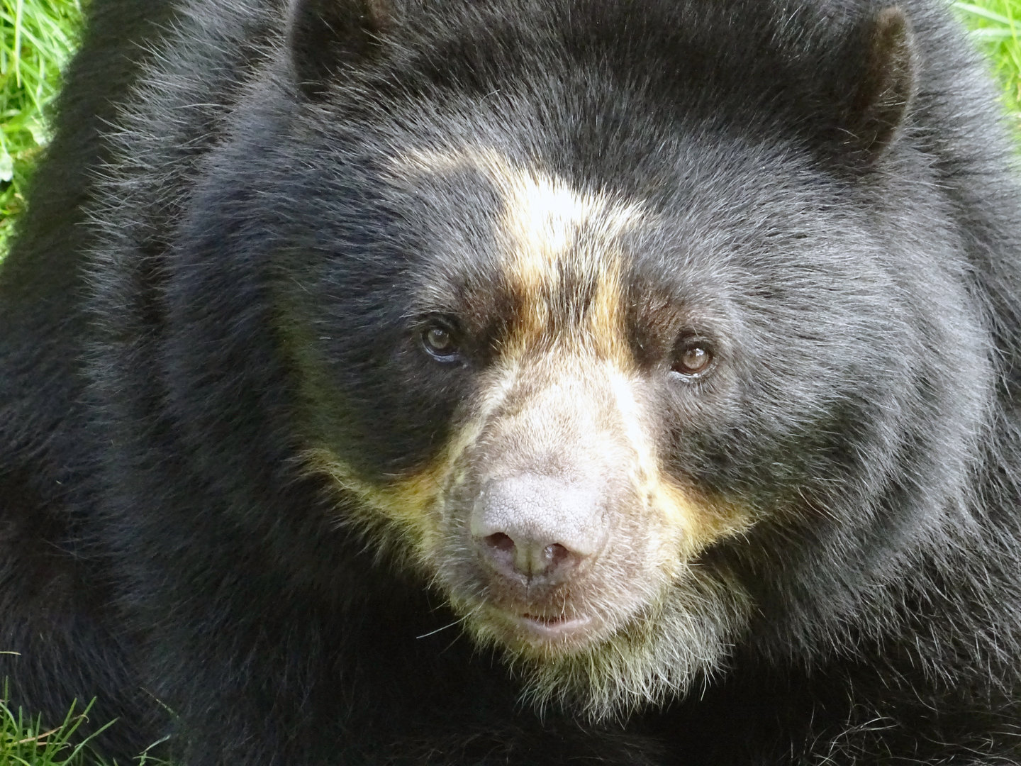 Andean Bear
