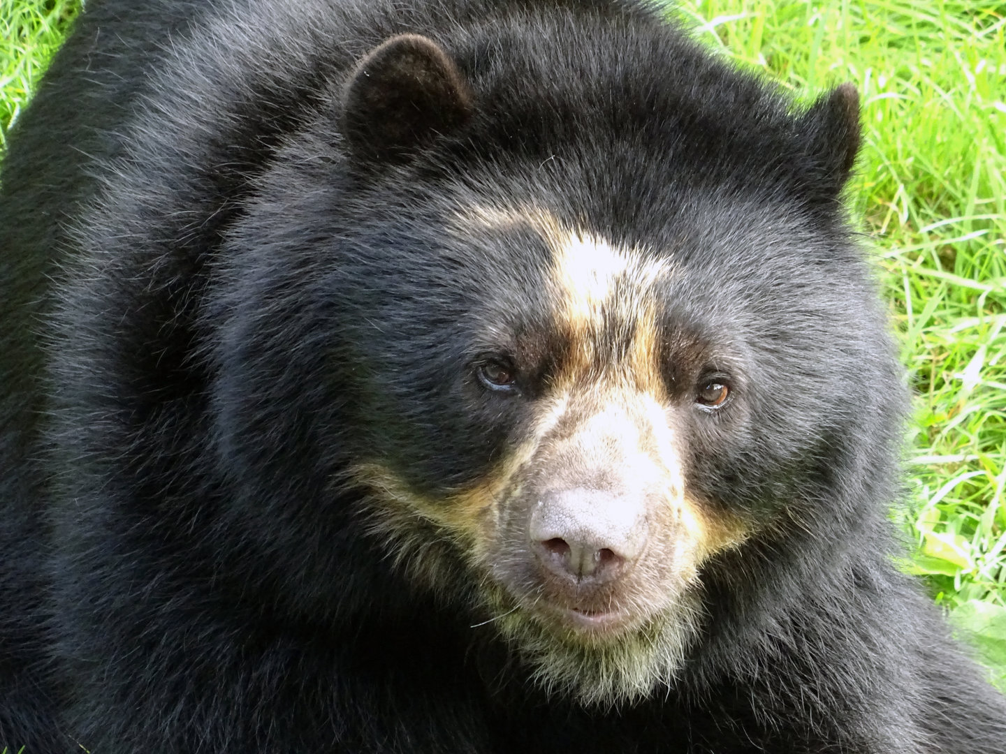 Andean Bear