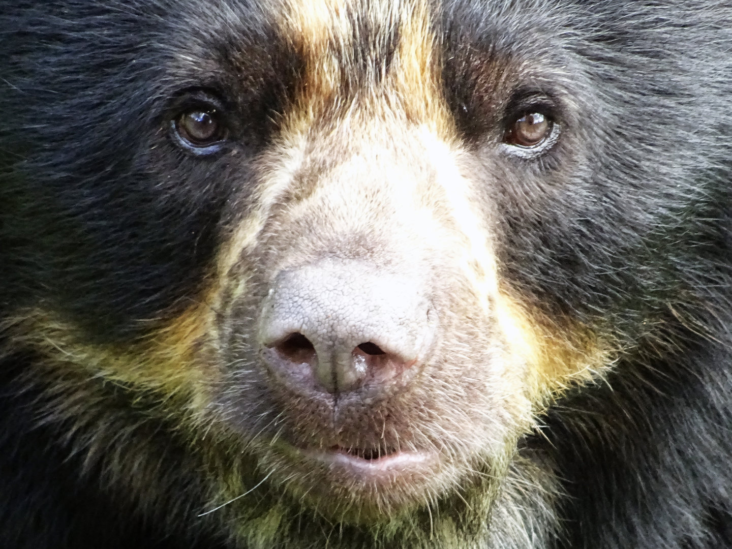 Andean Bear