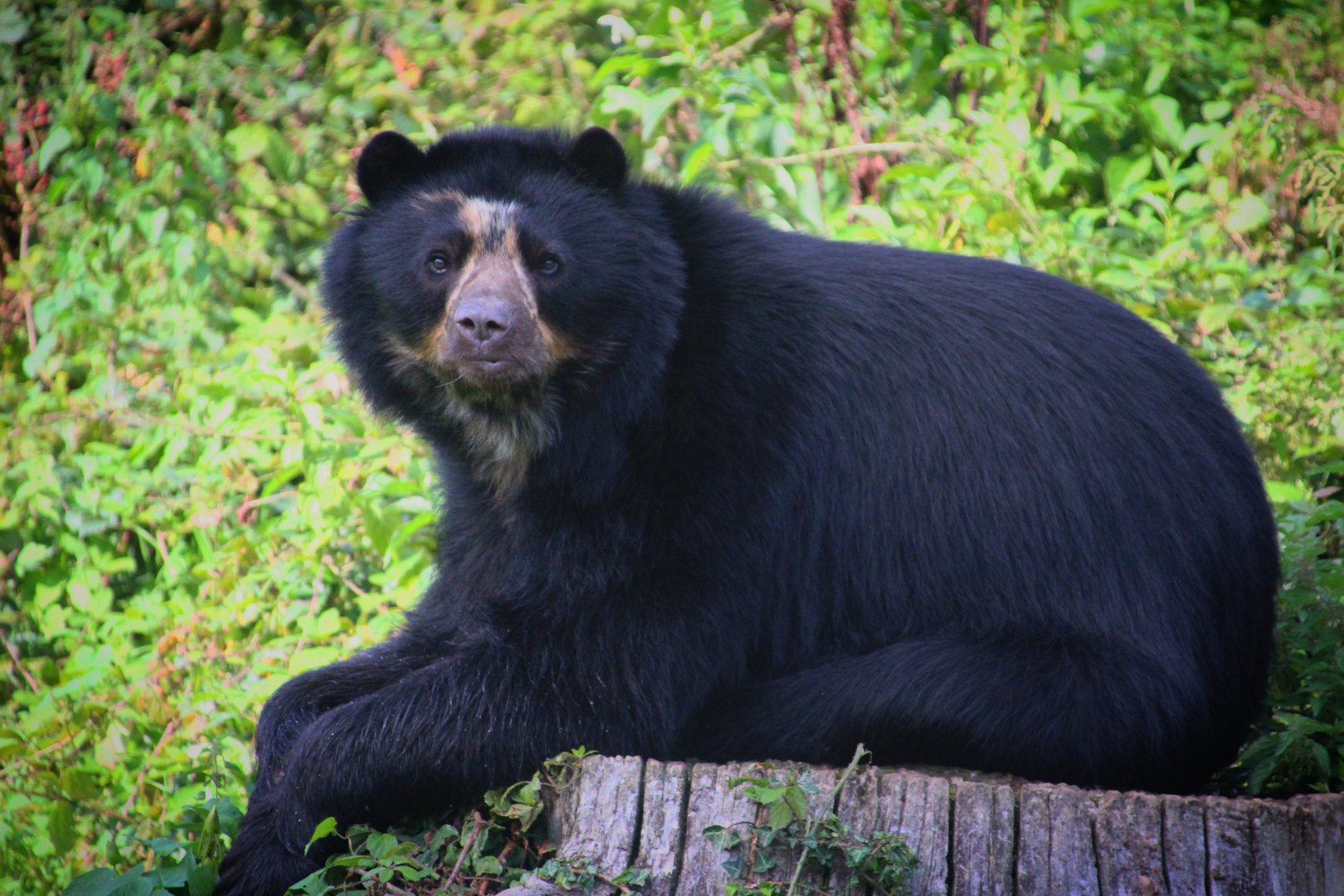 Andean Bear