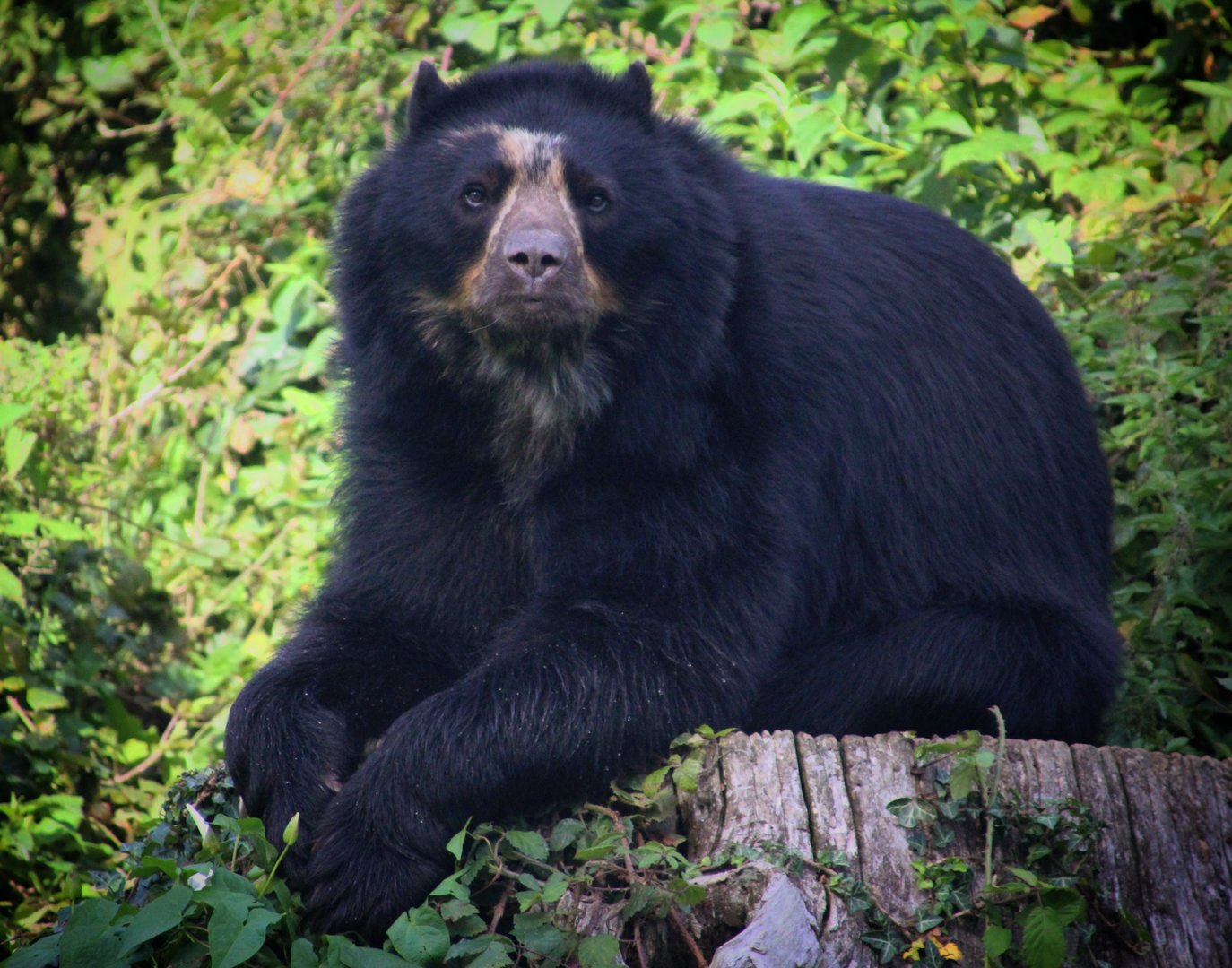 Andean Bear