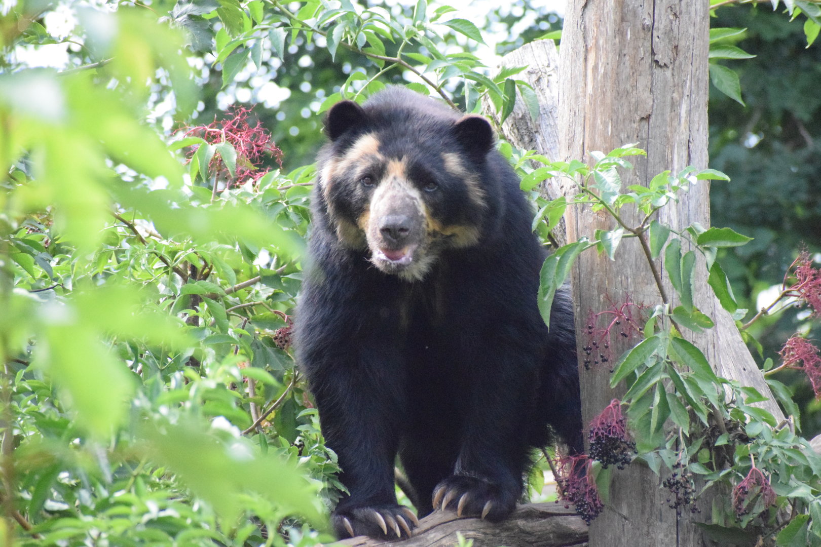 Andean bear