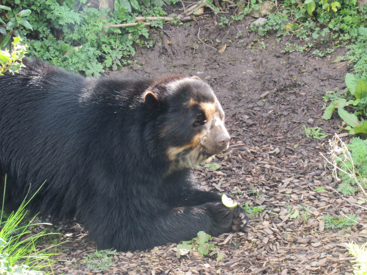 Andean bear