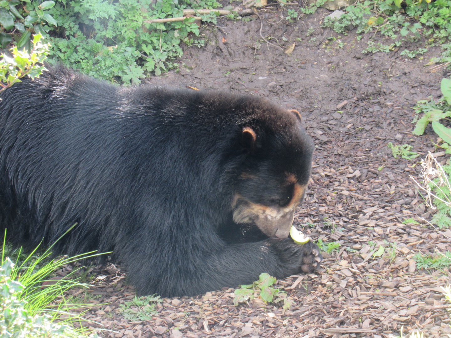 Andean bear