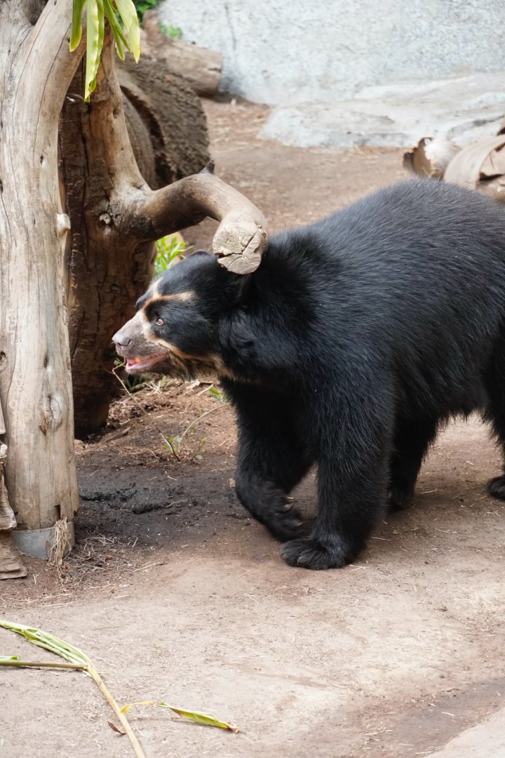 Andean Bear