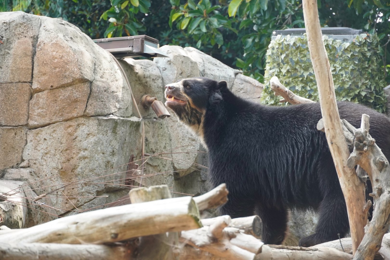 Andean Bear