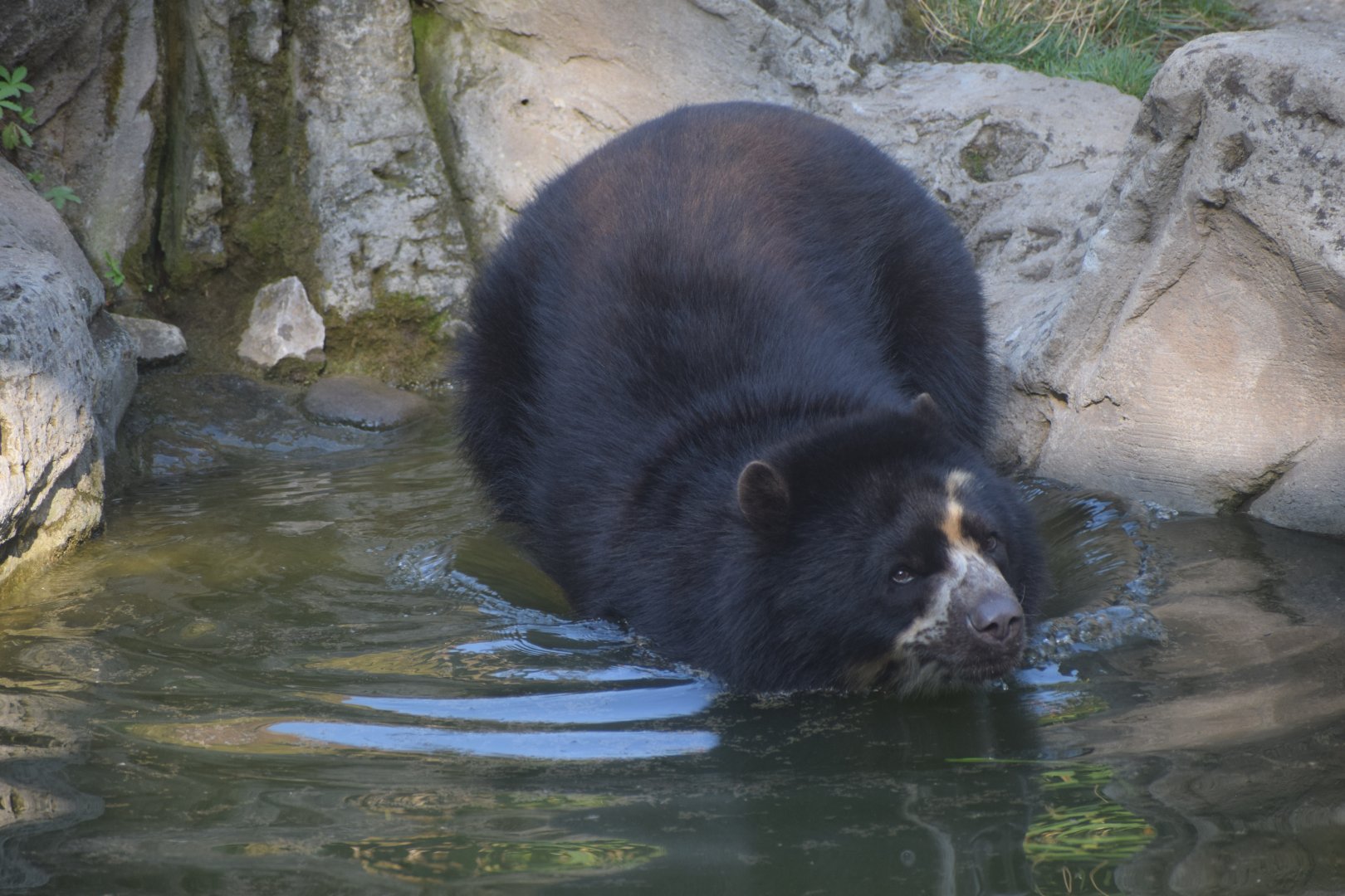 Andean bear