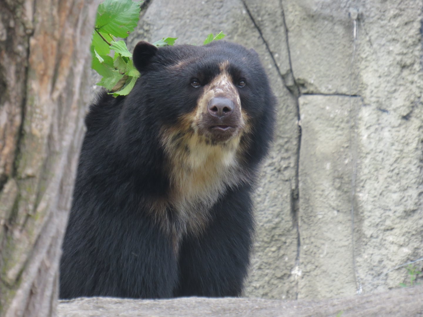 Andean bear