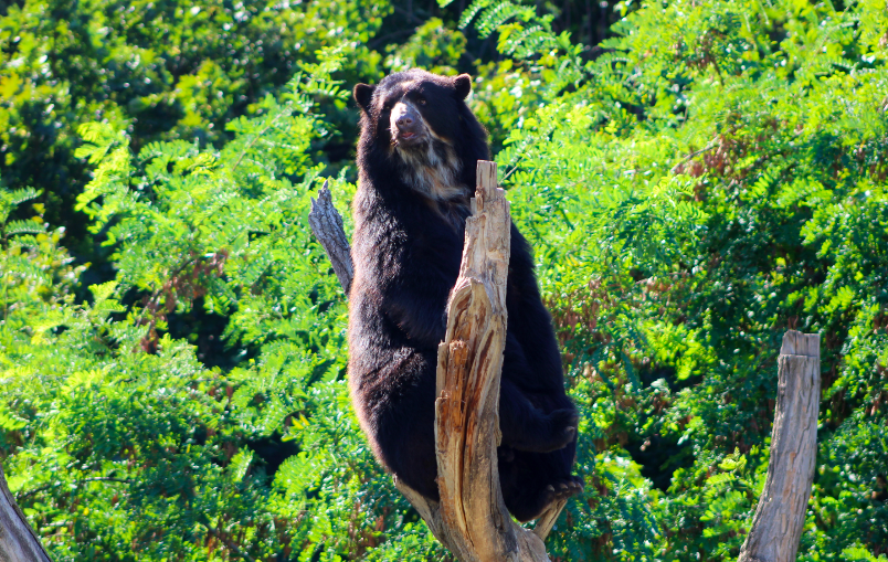 Andean Bear