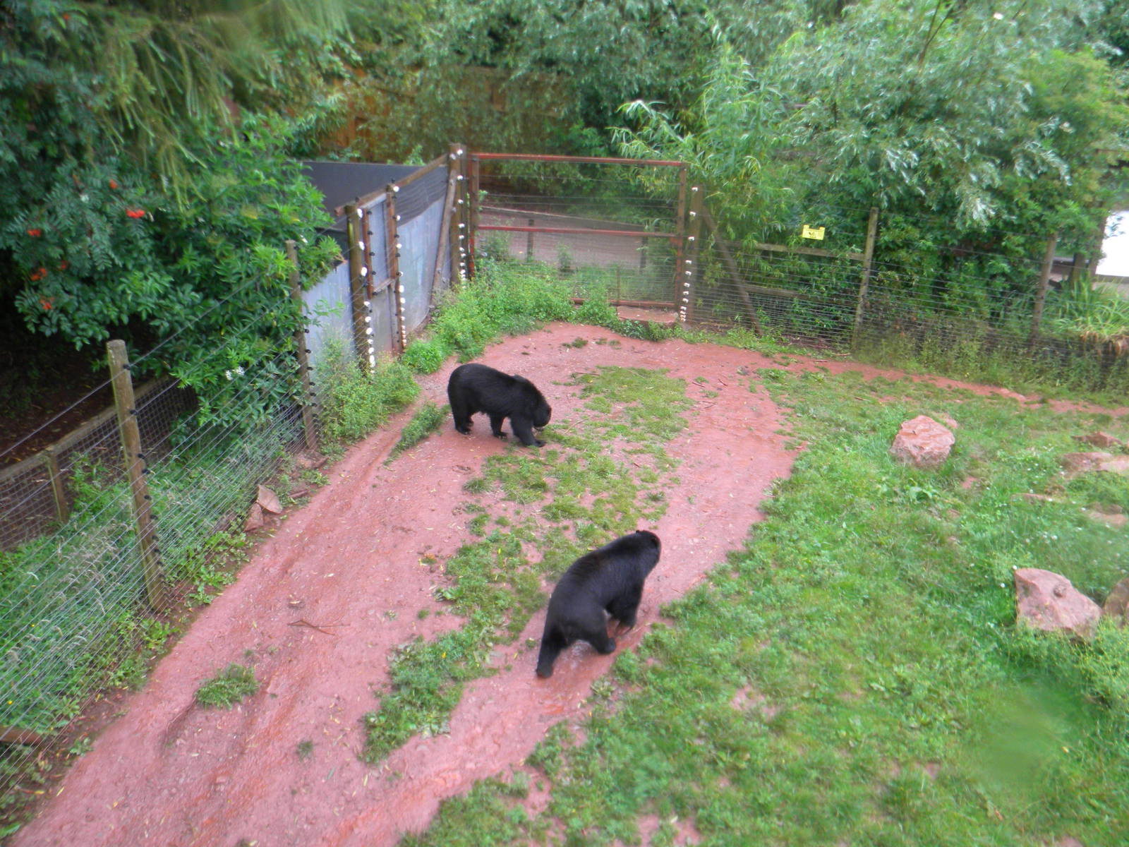 Andean Bears at SLWAP 16/07/11