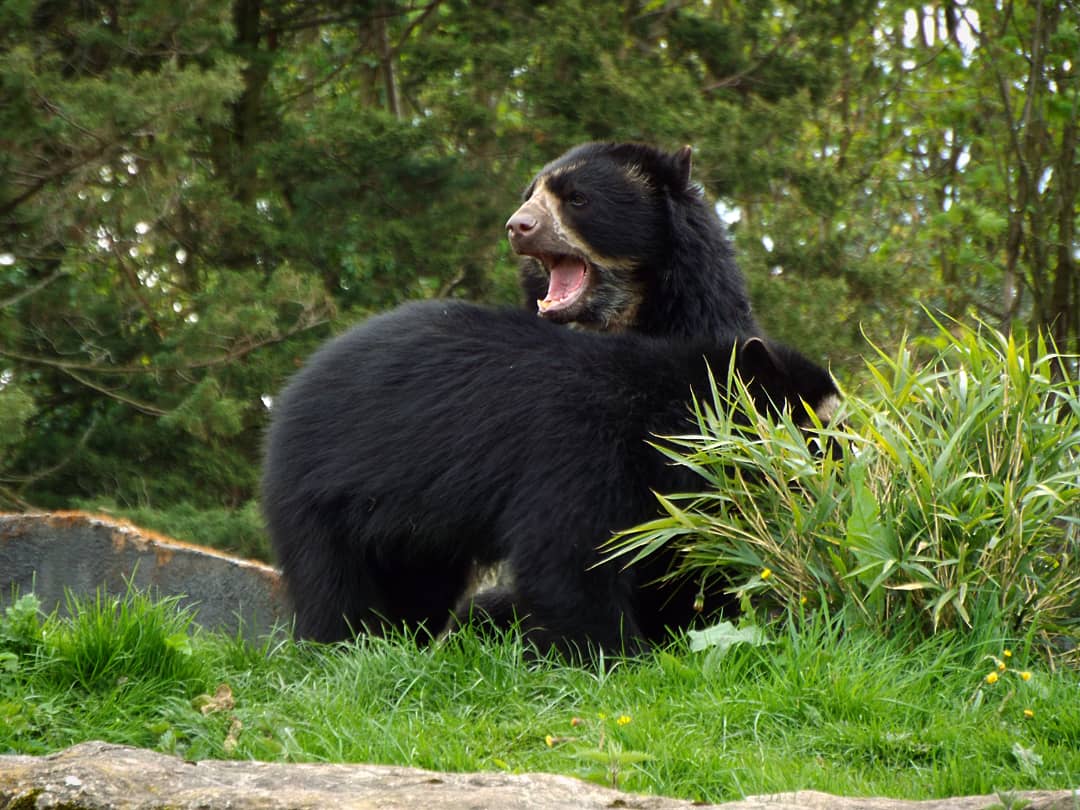 Andean Bears - Chester