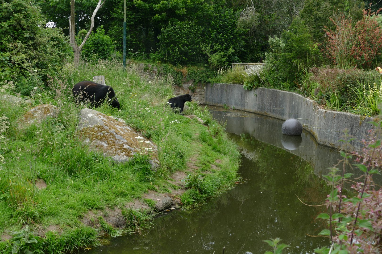 Andean bears, June 2018