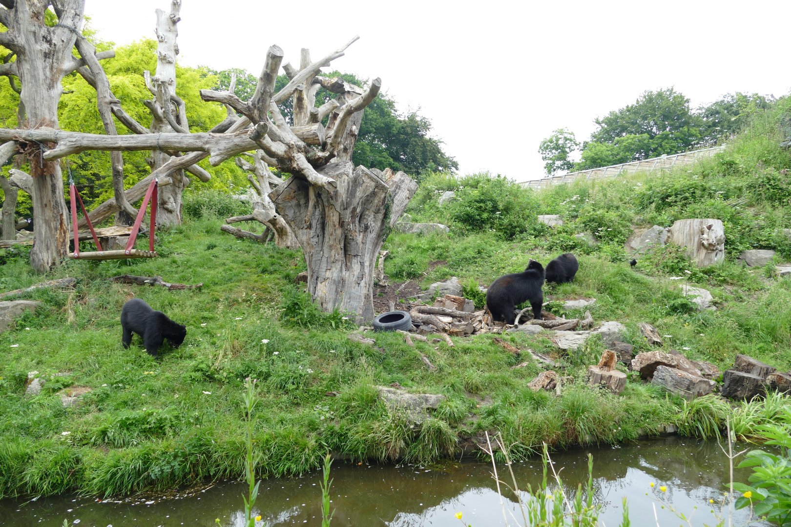 Andean bears, June 2018