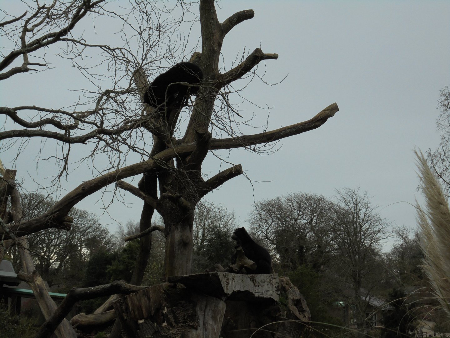 Andean bears (Tremarctos ornatus) in tree