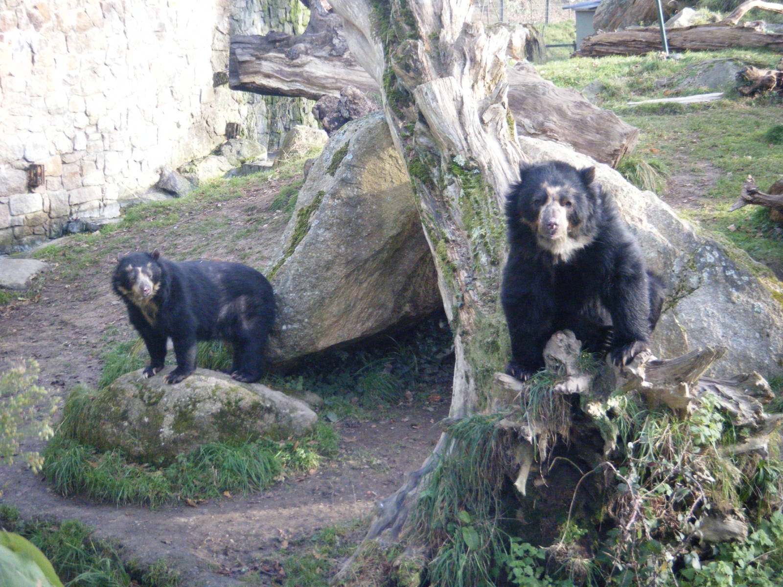Andean Bears