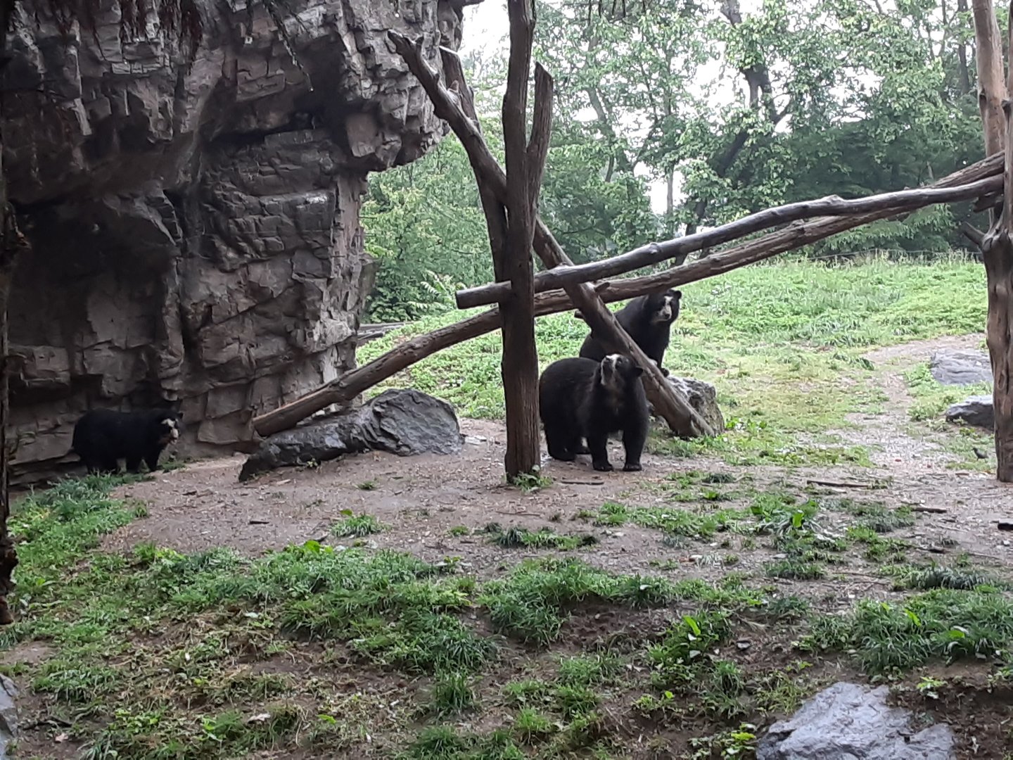 Andean Bears