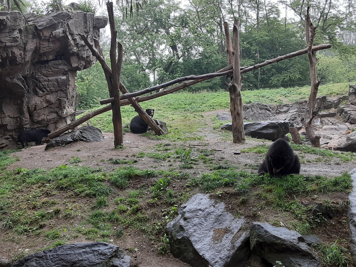 Andean Bears