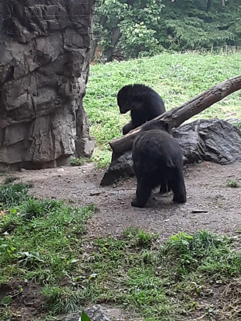 Andean Bears