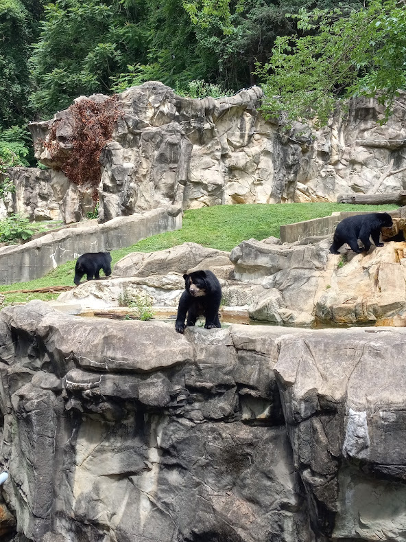 Andean Bears