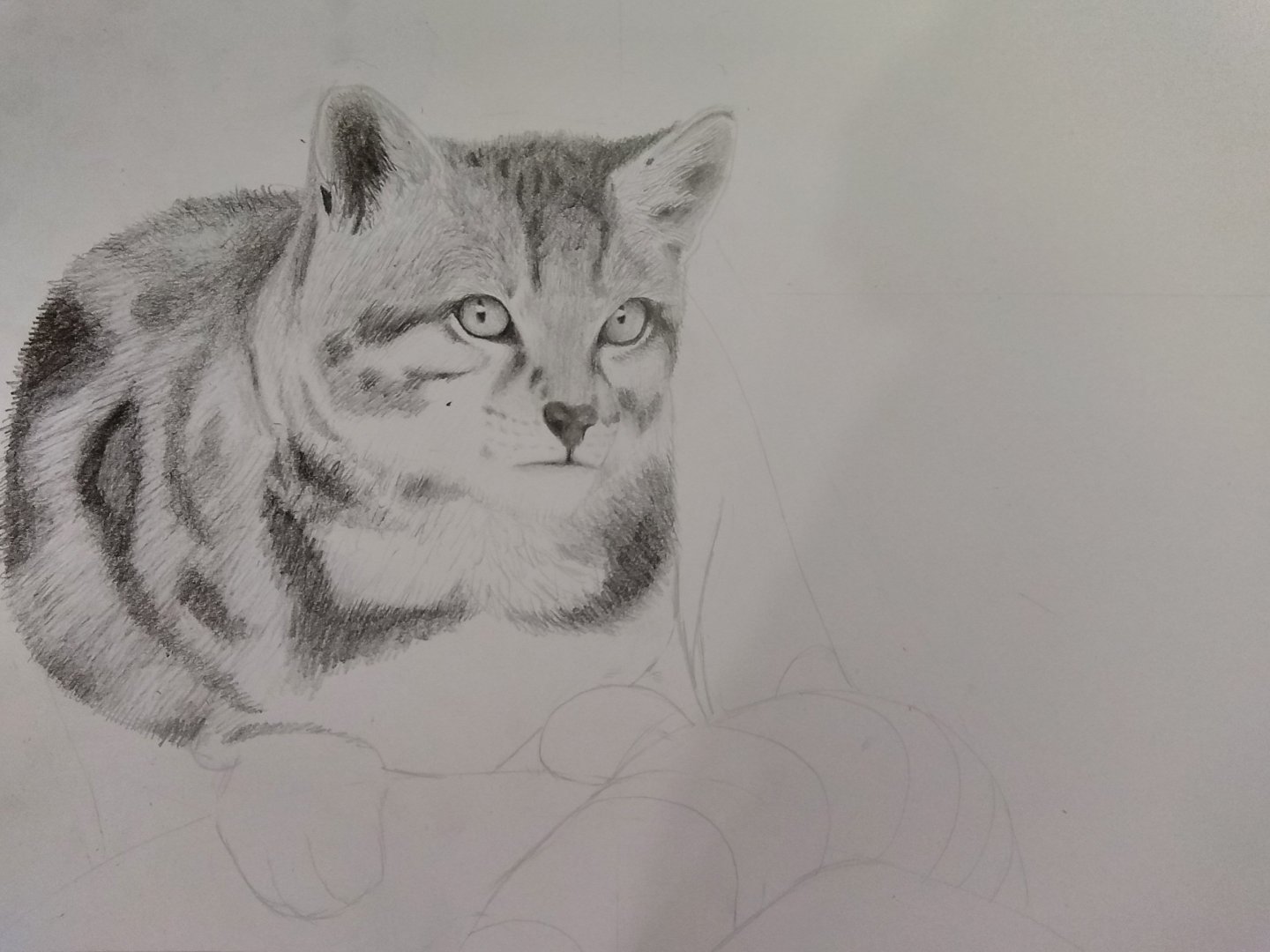 Andean cat in progress