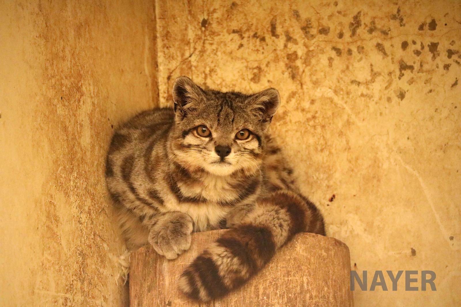 Andean cat! March 2016