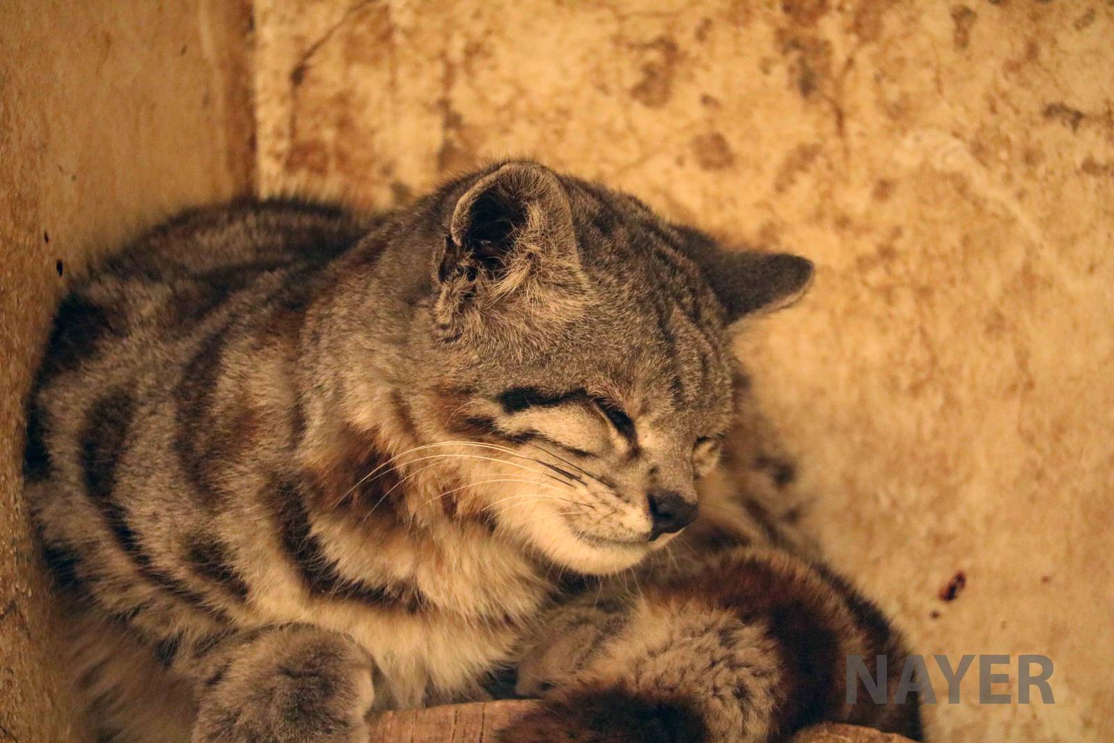 Andean cat! March 2016