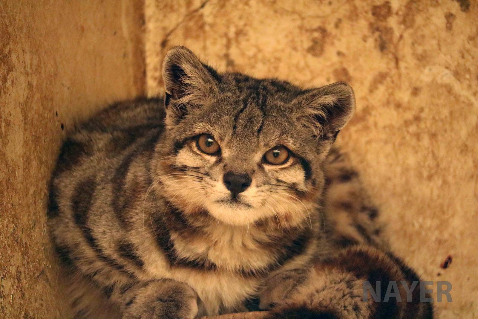Andean cat! March 2016