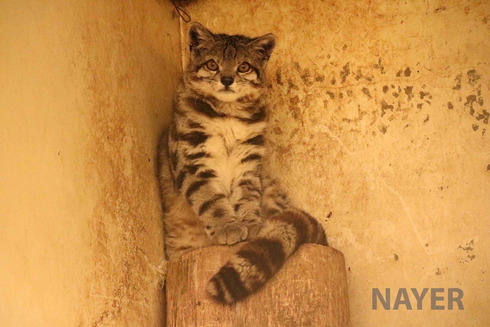 Andean cat! March 2016