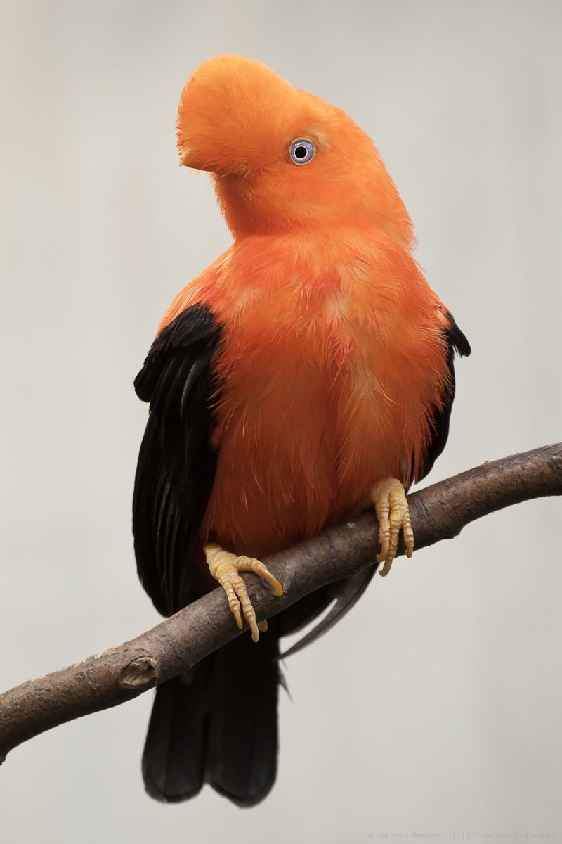 Andean Cock-of-the-Rock - 14/06/2012