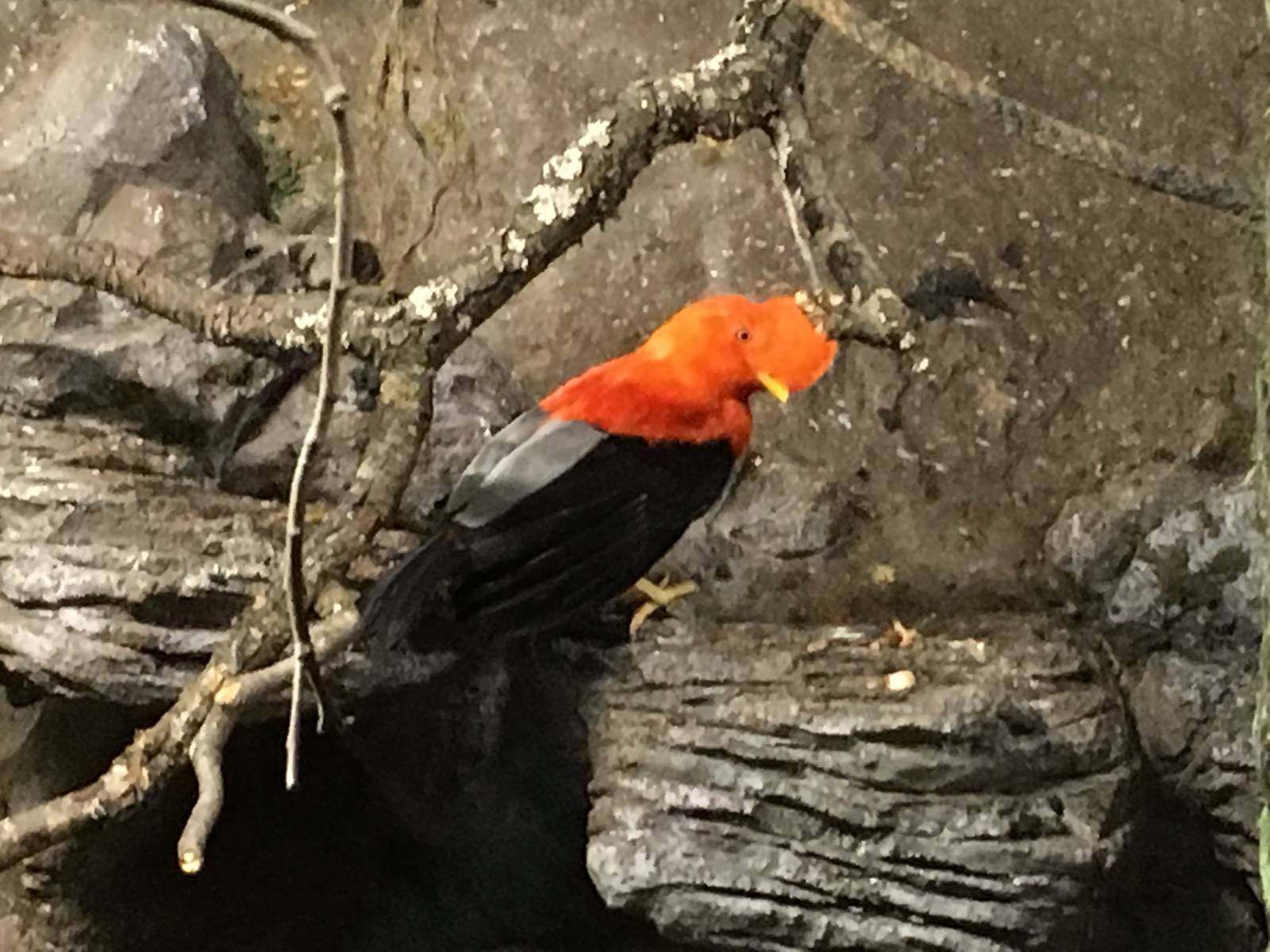 Andean Cock-of-the-rock 140216