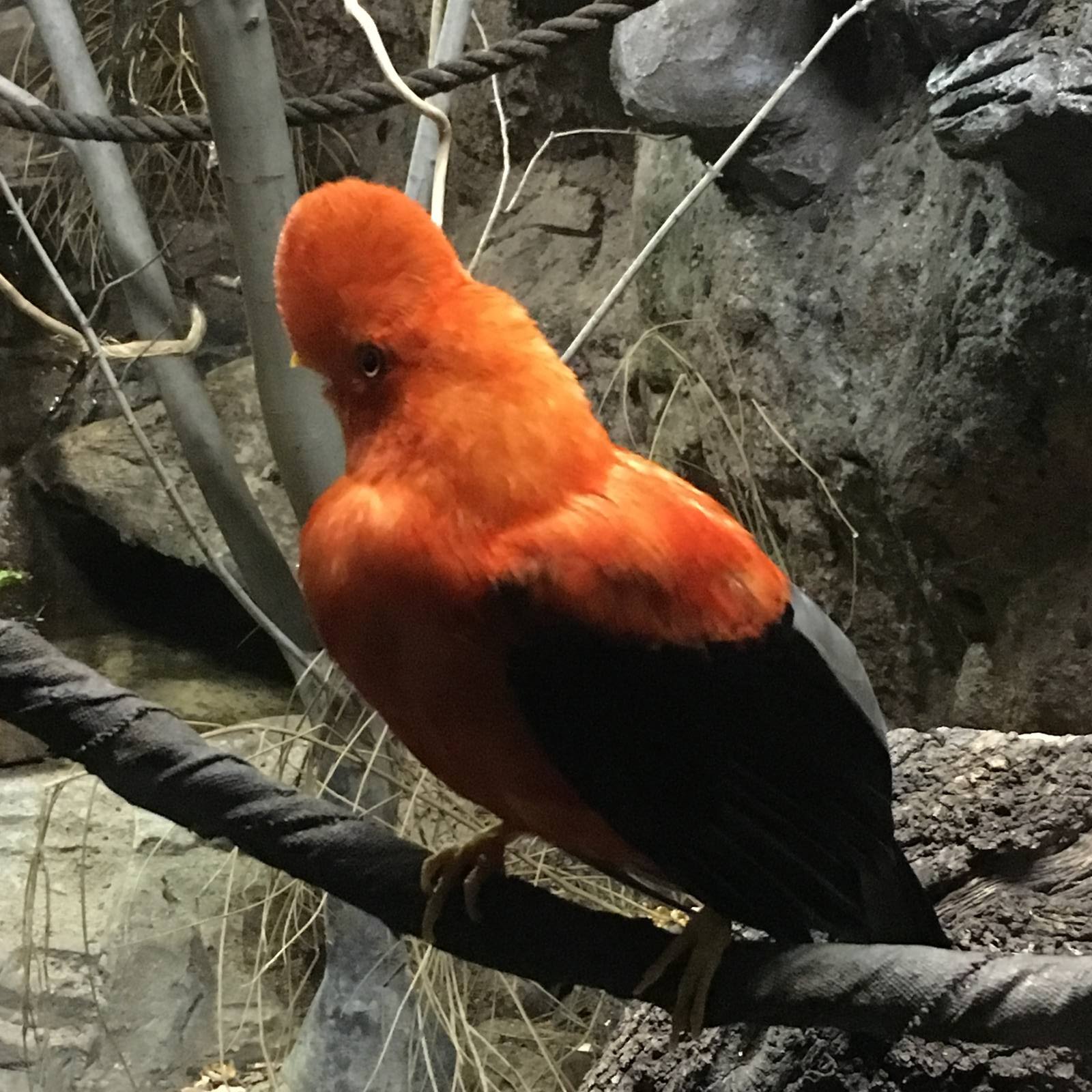 Andean Cock-of-the-rock 140216
