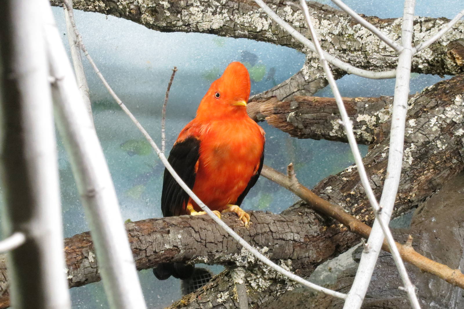 Andean Cock-of-the-rock 140216