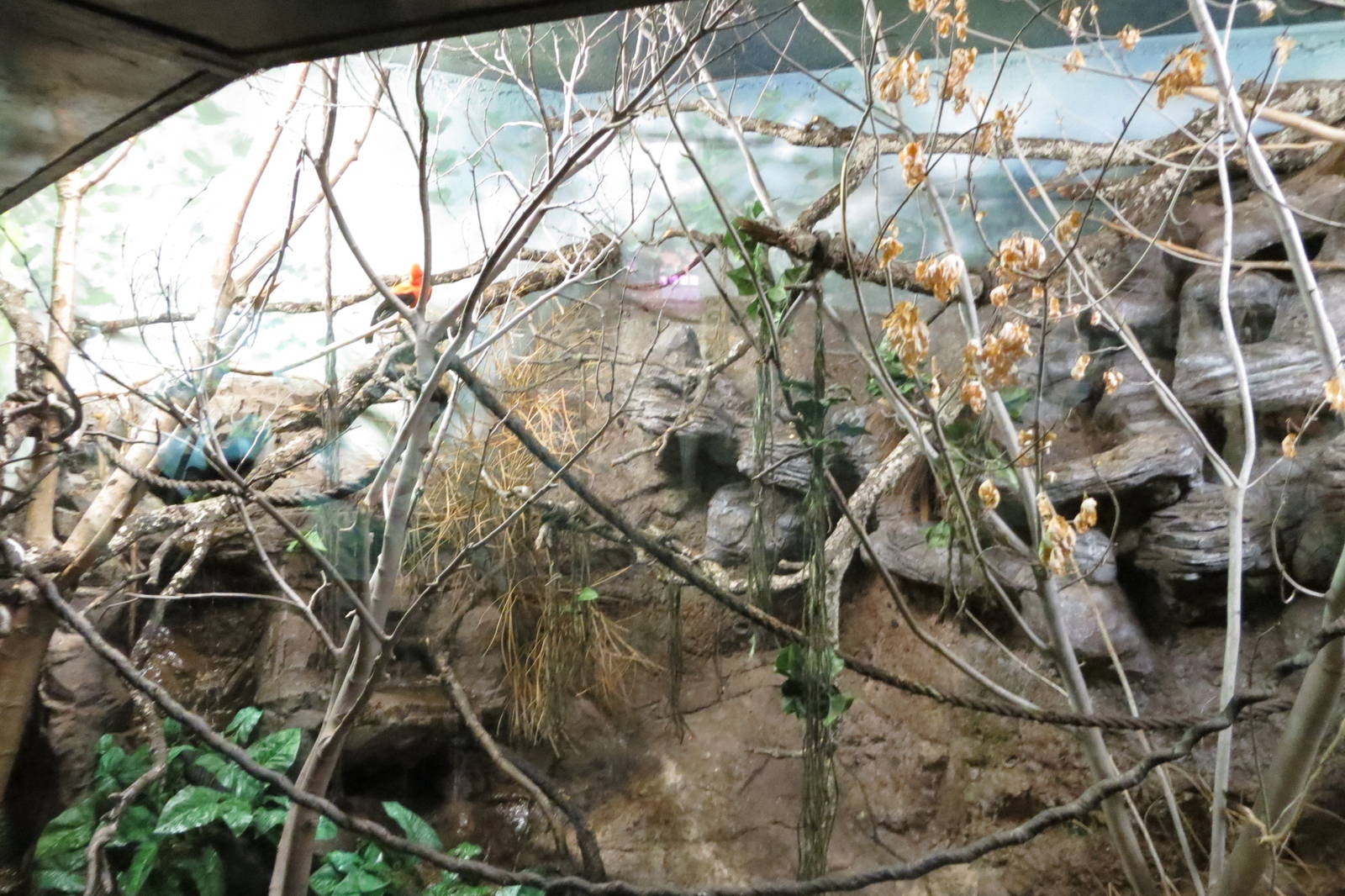 Andean Cock-of-the-rock 140216