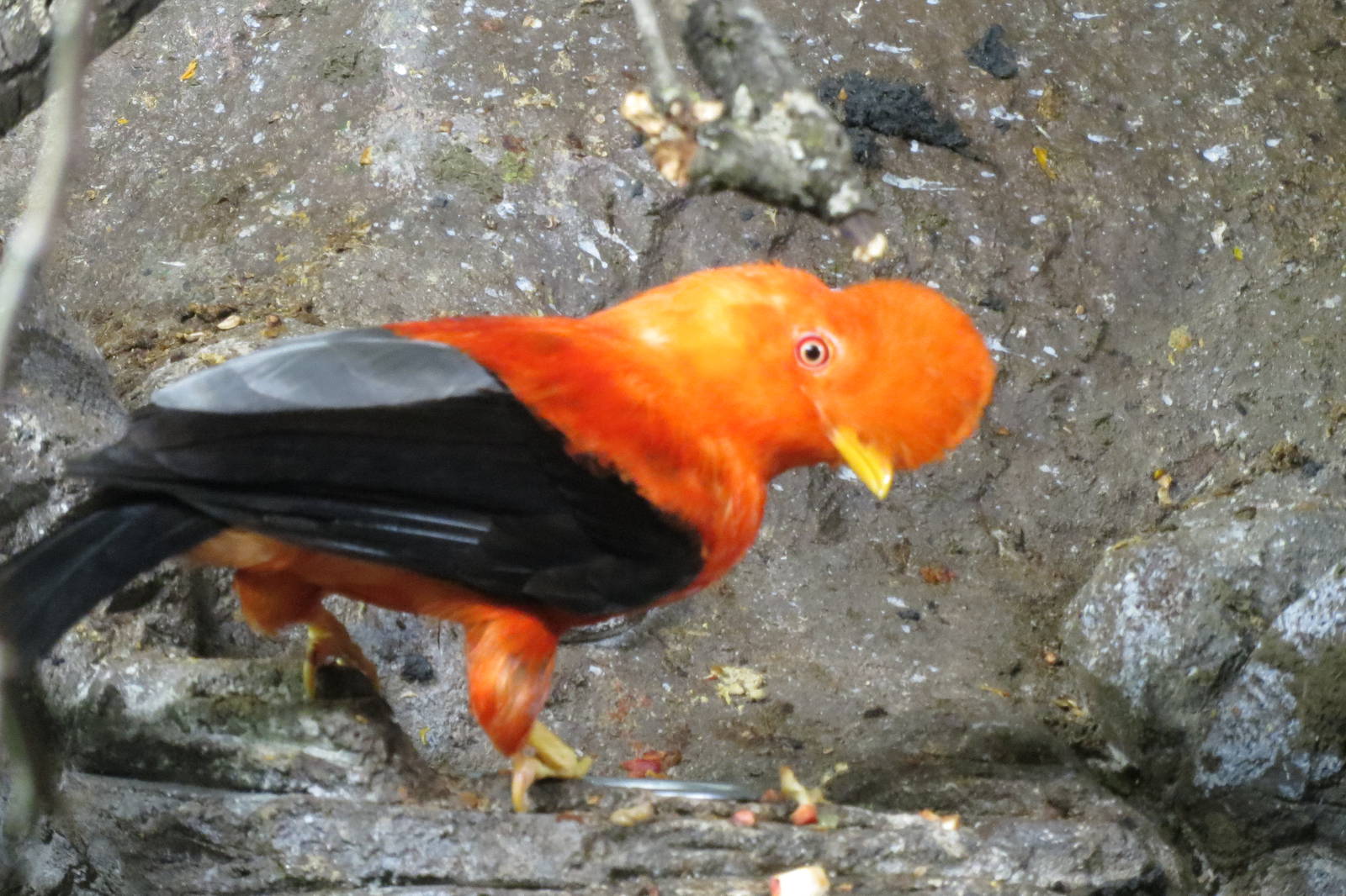 Andean Cock-of-the-rock 140216