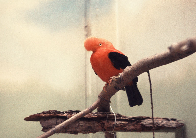 Andean cock-of-the-rock 1972
