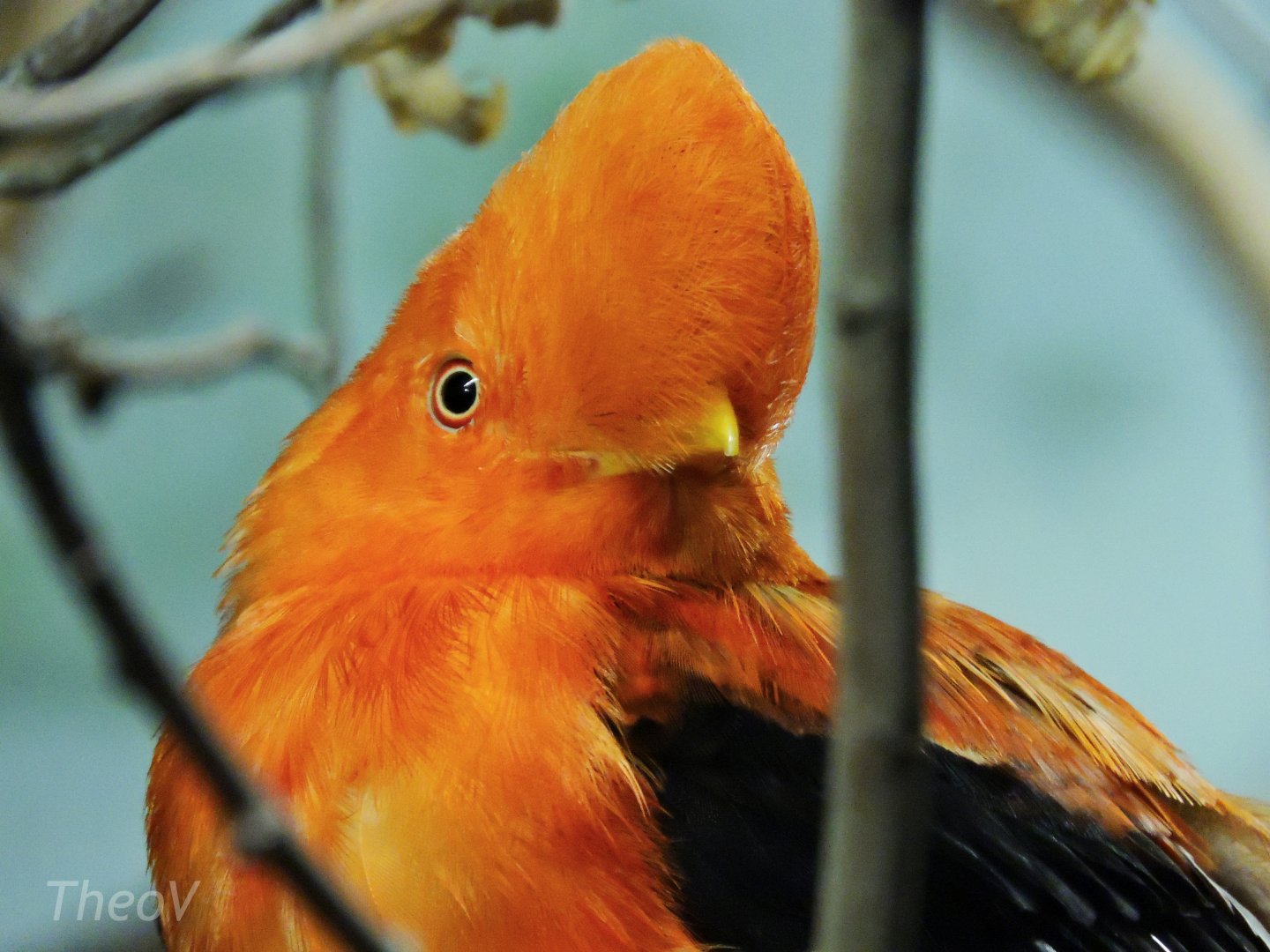 Andean cock-of-the-rock [2016]