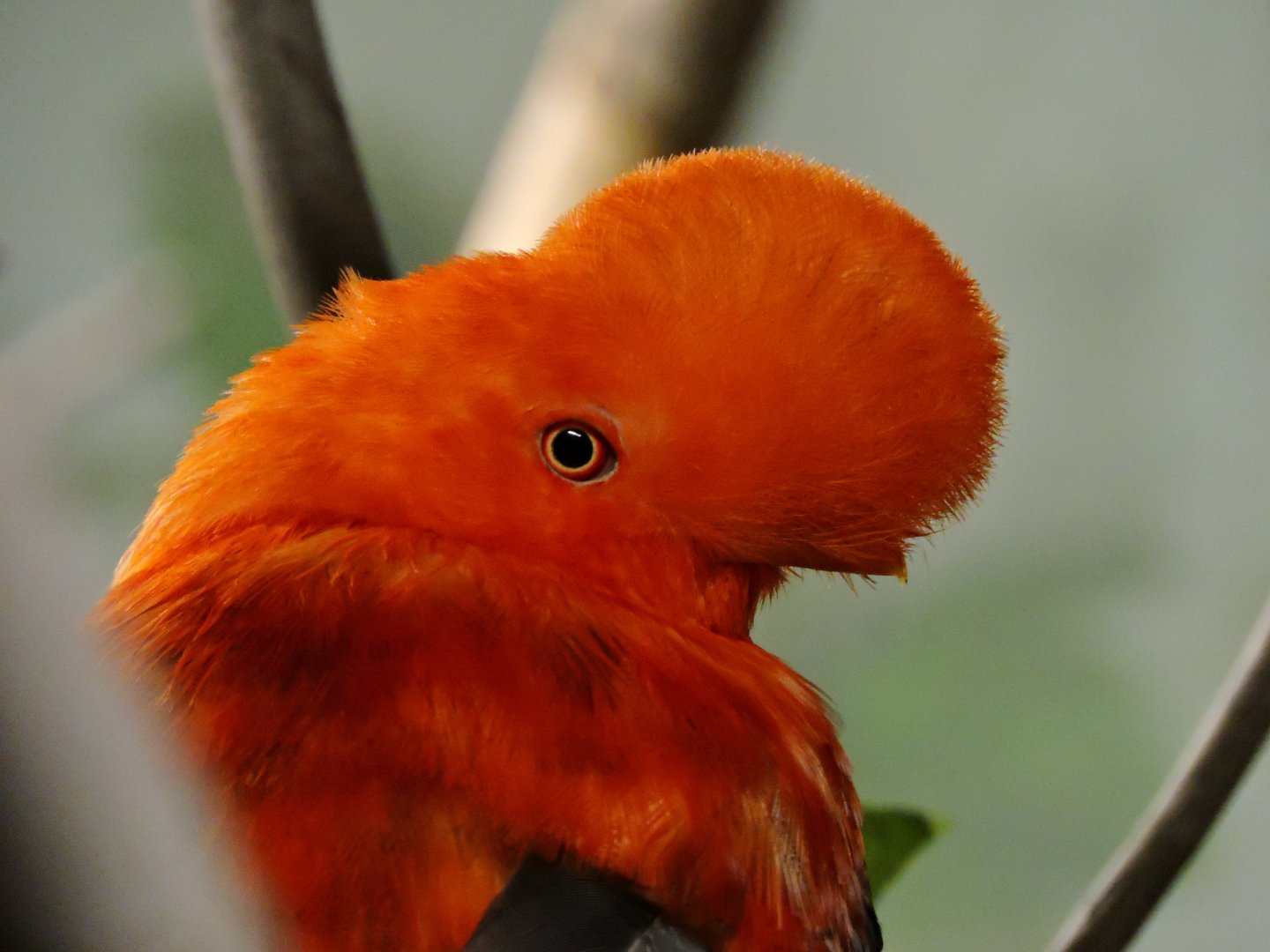 Andean cock-of-the-rock [2016]