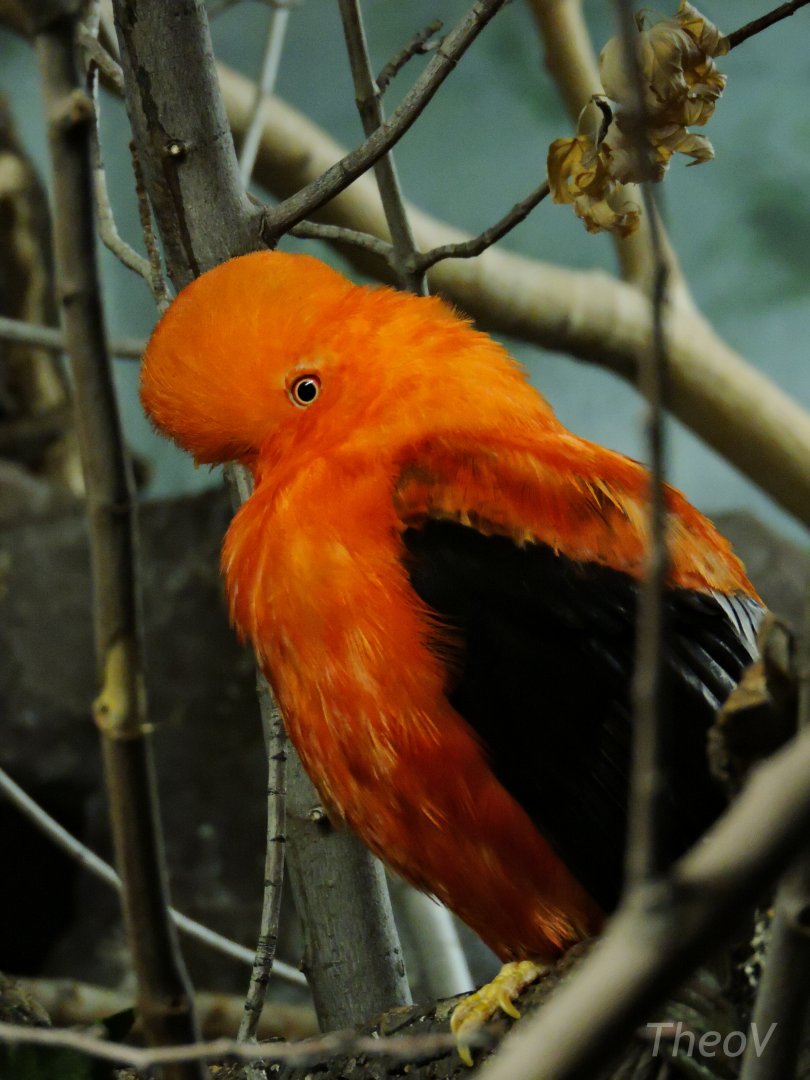 Andean cock-of-the-rock [2016]