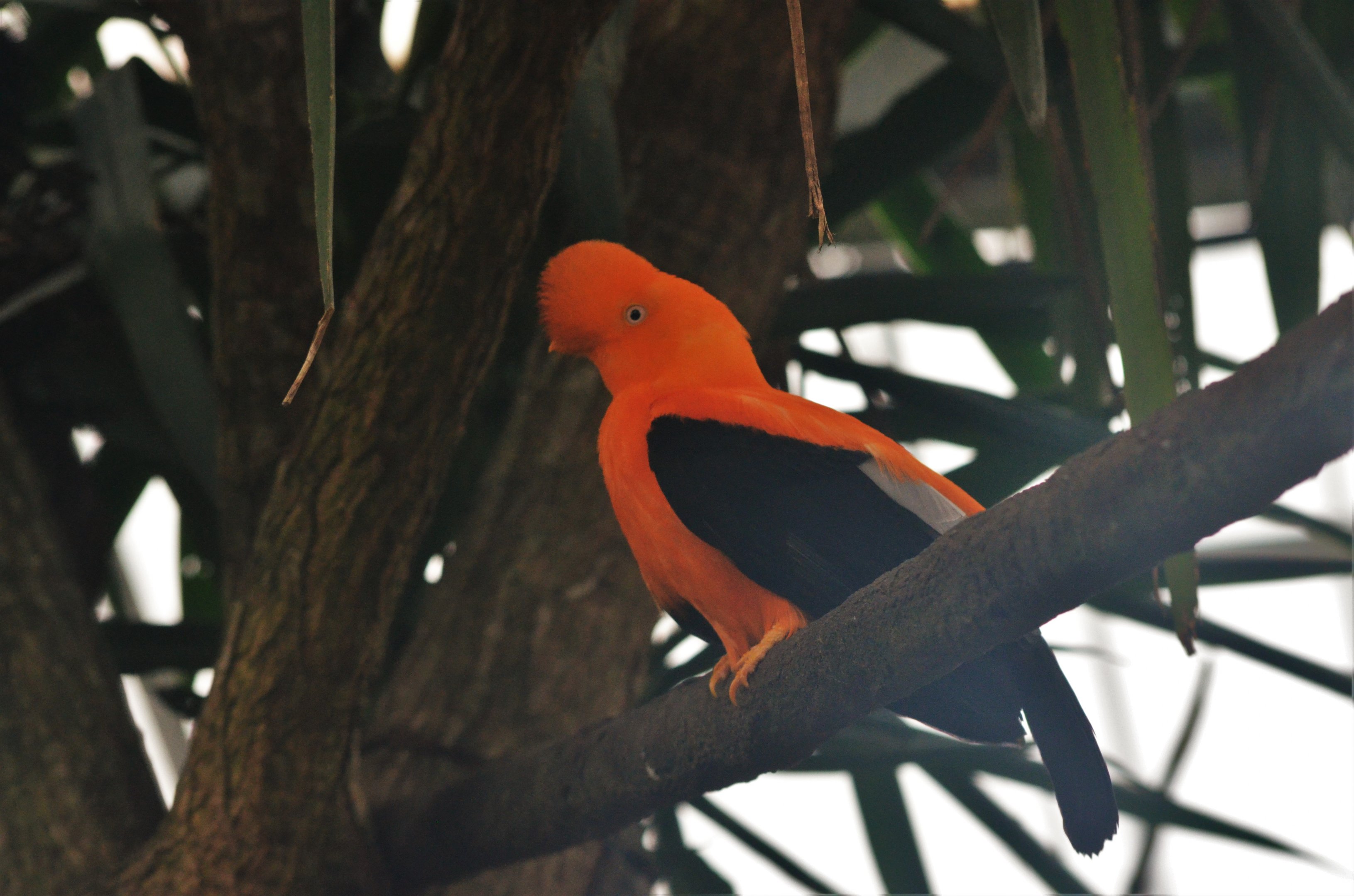 Andean Cock-of-the-Rock at Beauval, 12/06/18