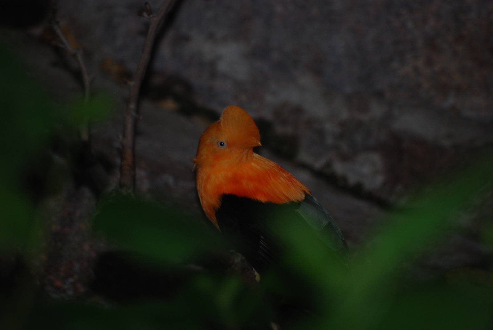 Andean Cock-of-the-Rock at Tierpark Berlin, 30/08/11