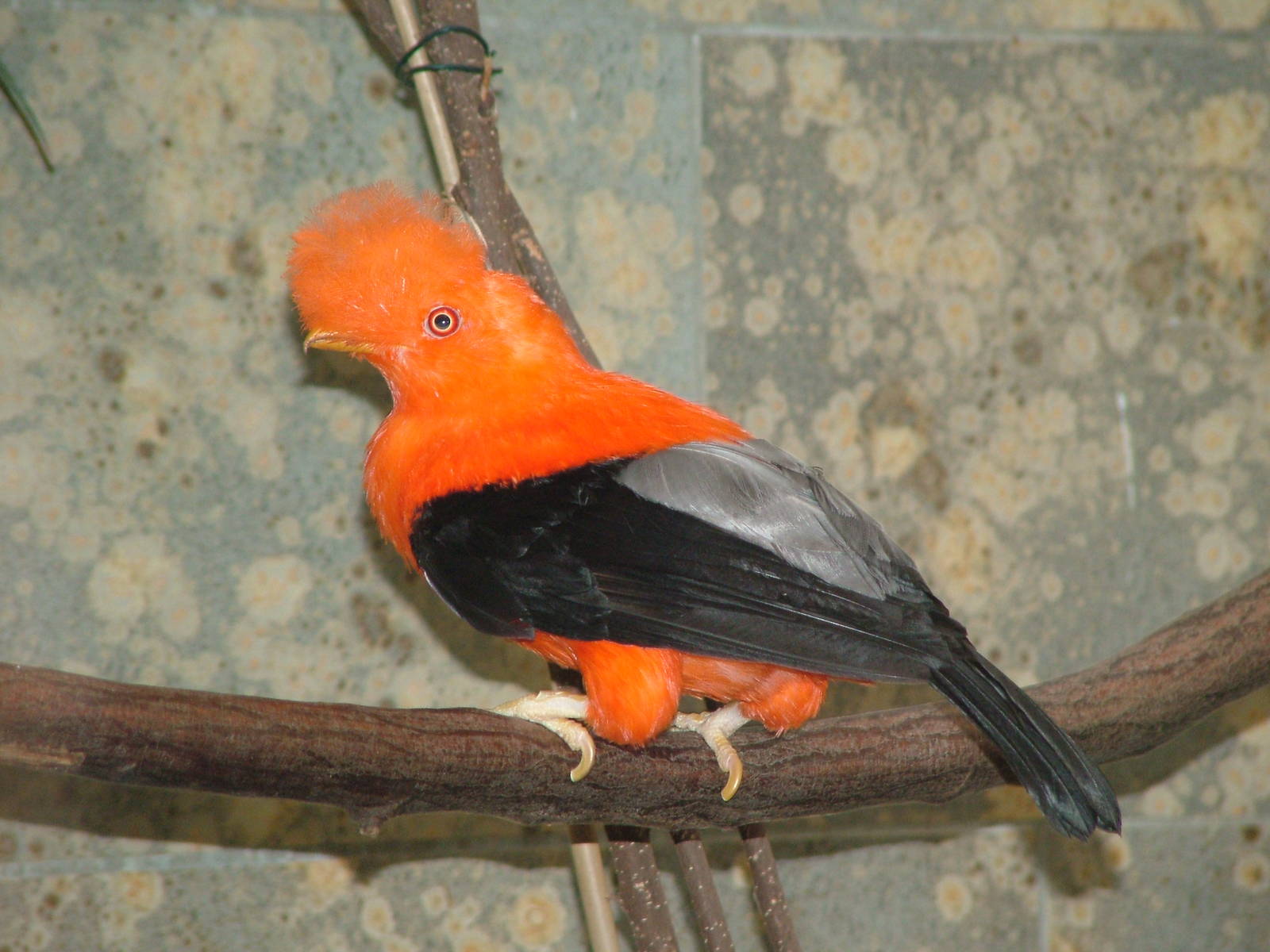 Andean Cock-of-the-rock at Wuppertal 13/05/09