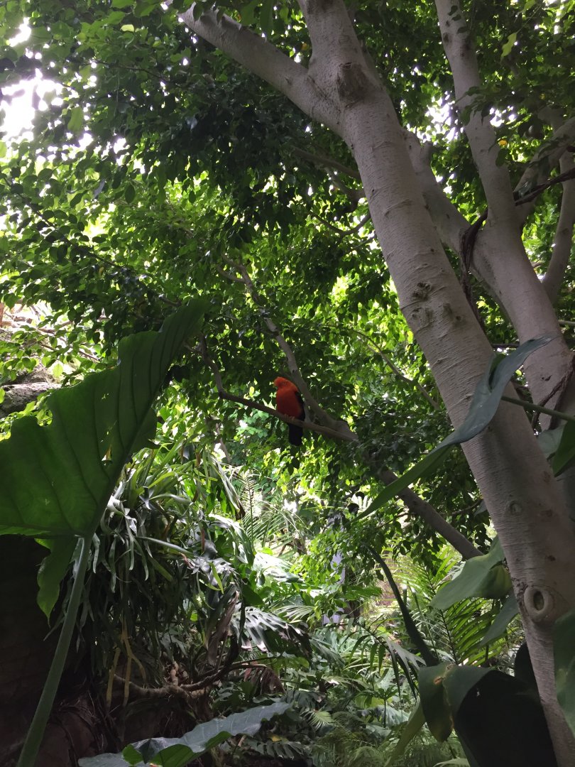 Andean cock-of-the-rock - August 2017