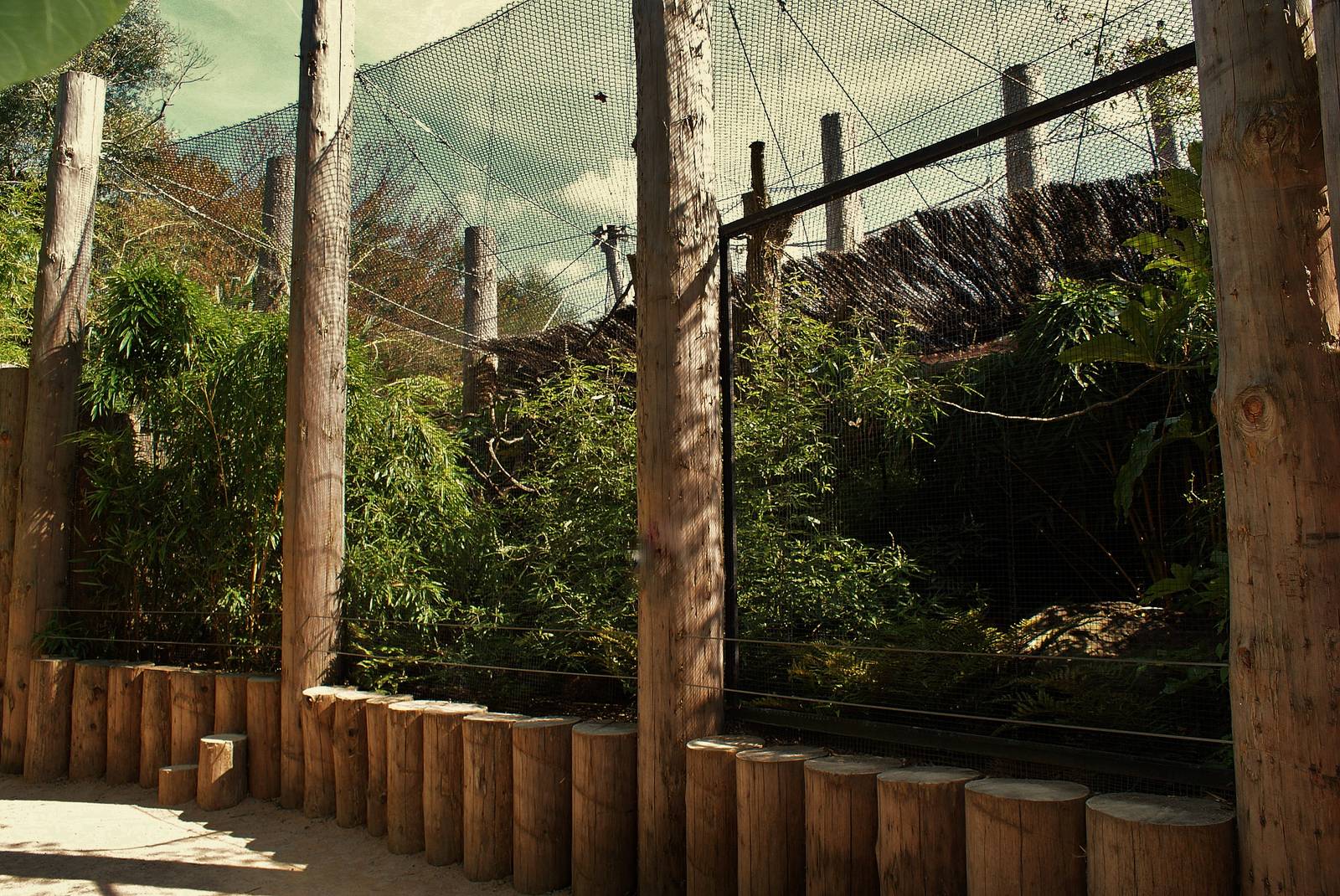 Andean cock-of-the-rock aviary