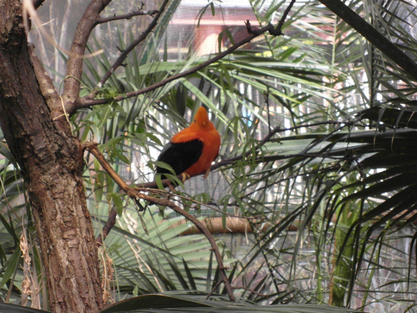 Andean Cock of the Rock Edinburgh Zoo