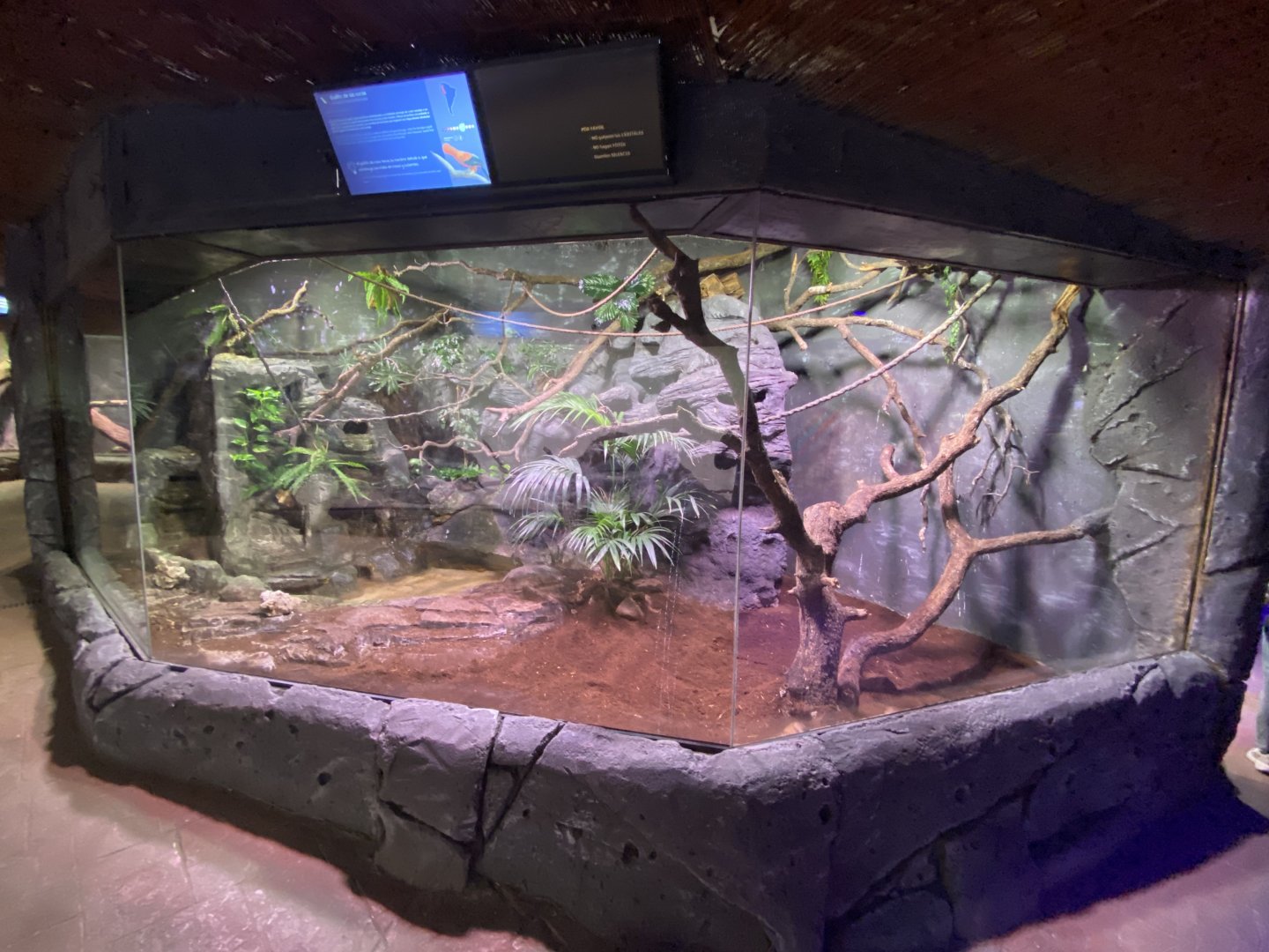 Andean cock of the rock enclosure